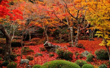 Japan Kyoto Enkoji Temple Autumn Red Leaves Garden