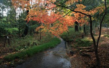 日本下鸭神社秋日小溪景观