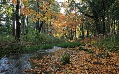 Japan Shimogamo Shrine Autumn Stream And Fallen Leaves