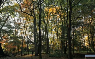 Autumn Forest In Shimogamo Shrine Kyoto Japan