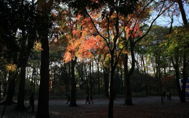 日本京都下鸭神社秋日红叶景象