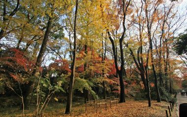 Japan Kyoto Shimogamo Shrine Autumn Red Leaves Scenery
