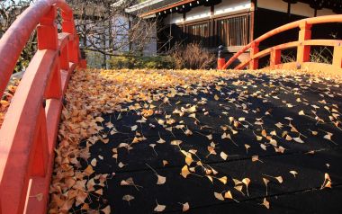 Autumn Ginkgo Leaves On Red Bridge At Shimogamo Shrine Kyoto Japan
