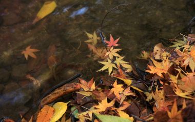Fall Foliage At Shimogamo Shrine Autumn Scene