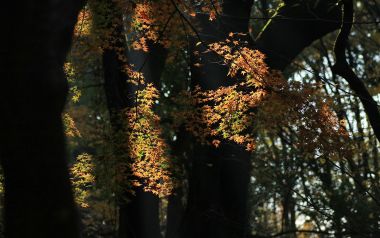 Japan Shimogamo Shrine Autumn Maple Leaves Forest