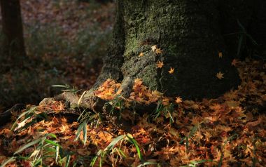 Autumn Tree Trunk And Fallen Leaves At Shimogamo Shrine, Japan