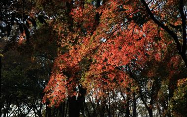 日本京都下鸭神社秋季红叶