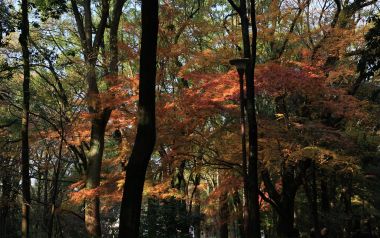 日本京都下鸭神社秋景