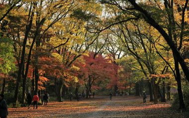 日本京都下鸭神社秋季红叶漫步场景