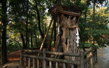 Japan Shimogamo Shrine Ancient Tree And Shimenawa