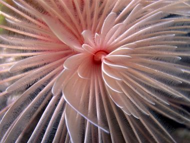 Fan Worm Solomon Islands Macro Photography