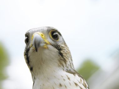 Close Up Of A Falcon Eye