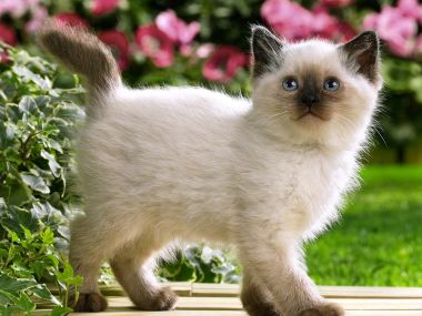 Siamese Kitten In Garden