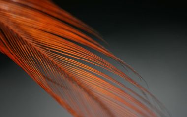 橙红色羽毛特写写实摄影