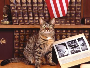 Cat Life Snapshots: Vol. 2