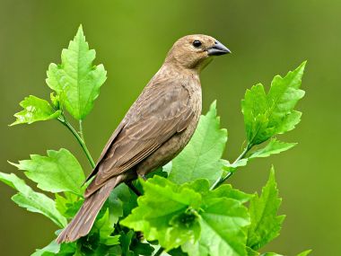 Female Blue Grosbeak On Green Leaves