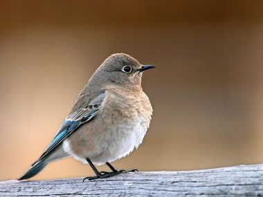 Female Bluebird Perched On Wood