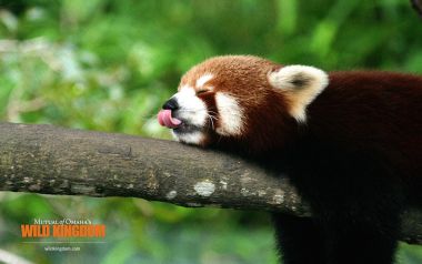 趴在树枝上吐舌休憩的软萌小熊猫 自然野生动物摄影