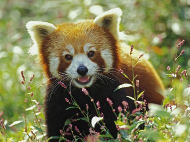Wildlife Wonders: Global Animal Wallpapers Vol. 2