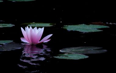 Pink Water Lily And Lotus Leaves Reflection