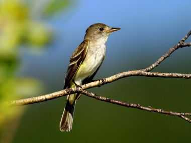 Flycatcher Perched On Branch