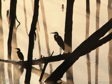 Morning Fog Silhouettes Of Water Birds And Dead Trees