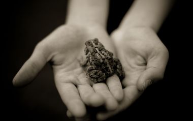 Frog Held In Hands Close Up