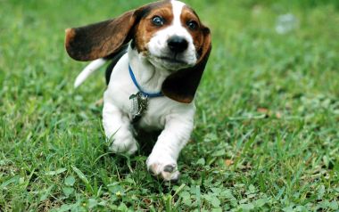 Running Basset Hound Puppy On Grass