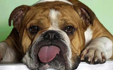 Funny Bulldog Sticking Out Tongue