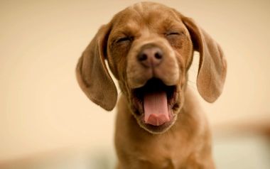 Cute Brown Puppy Yawning