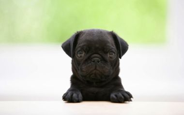 可爱黑色哈巴狗幼犬特写