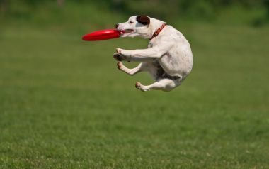 Jack Russell Terrier Catching Frisbee