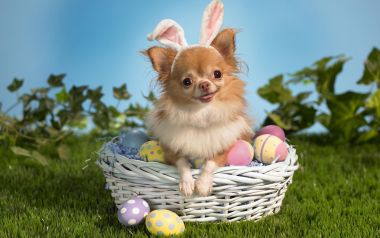 Cute Chihuahua With Bunny Ears Easter Wallpaper