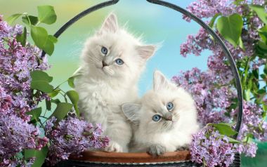 Cute Kittens With Blue Eyes And Lilac Flowers