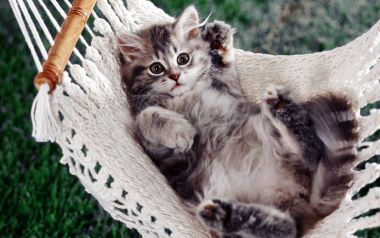 Cute Kitten Napping In Hammock