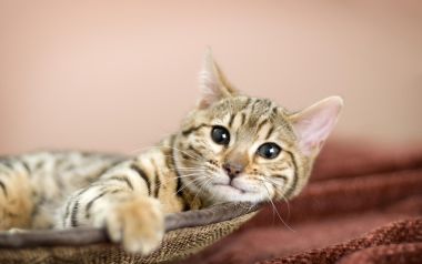 Cute Bengal Cat On Catnip
