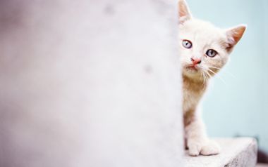 Shy Kitten Peeking From Corner