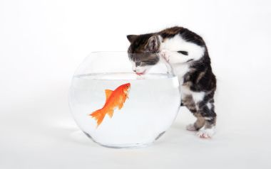 Funny Kitten Tasting Goldfish