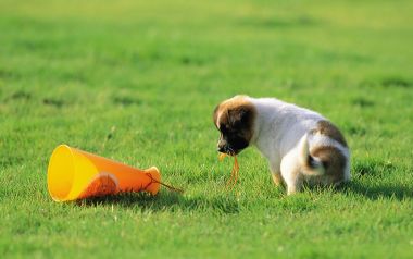 Cute Puppy Playing With Orange Horn Toy On Green Lawn
