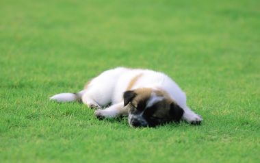 Cute Sleeping Little Puppy On Green Lawn
