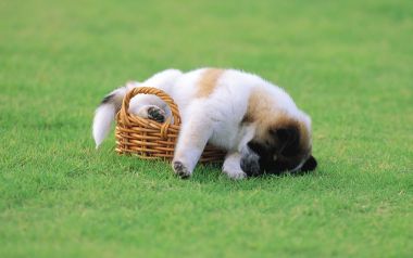 草坪上趴在藤篮边酣睡的秋田幼犬