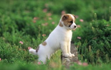 Cute Little Puppy Standing On Green Grass With Pink Wild Flowers