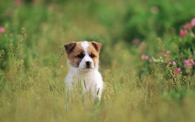 Adorable Little Puppy In Spring Meadow With Wild Flowers