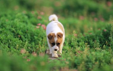 Cute Little Puppy Walking On Green Garden Grass Path