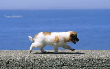 晴天海边堤岸奔跑的白棕相间小奶狗