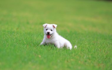 Cute White Puppy Sticking Tongue On Green Lawn