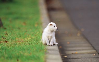 Cute White Puppy Sitting On Curb By Green Lawn