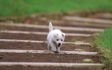 Cute White Puppy Running On Garden Wooden Path