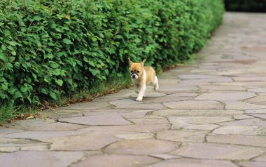 Cute Little Puppy Running On Garden Stone Path
