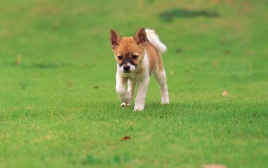 Cute Brown White Puppy Walking On Green Lawn